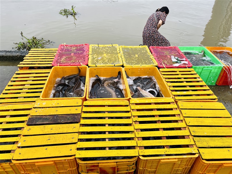 HOẠT ĐỘNG "RÃI TÂM TỪ" THẢ CÁ PHÓNG SANH L1