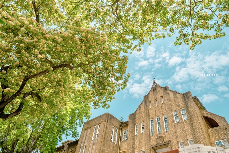 TỔNG QUAN VỀ CÂY HOA BÚN