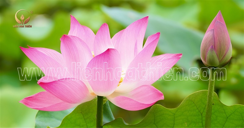 KẾT NỐI YÊU THƯƠNG CẦN BÀN TAY CHUNG SỨC