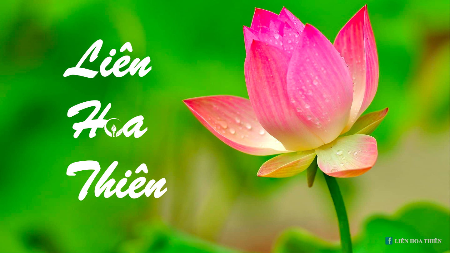 LIÊN HOA THIÊN
