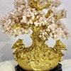 CÂY PHÚ QUÝ THẠCH ANH HỒNG
